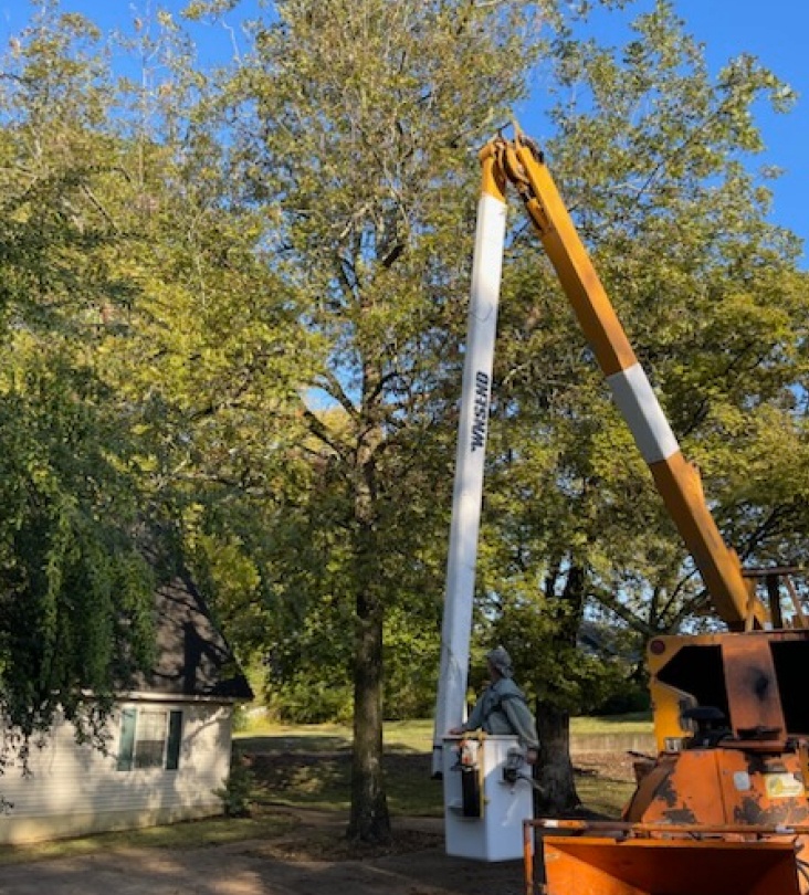 crane beside a tree new albany ms